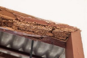 Precio de un tratamiento contra las termitas